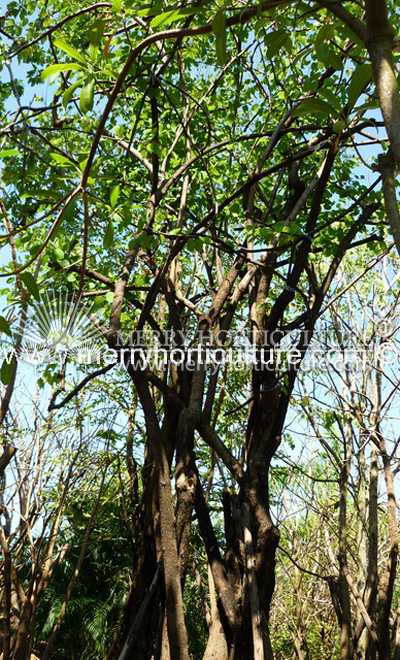 Bauhinia Racemosa 1